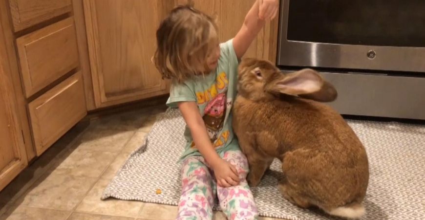 Сеть покорило видео с гигантским домашним кроликом