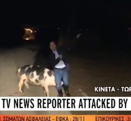 Греческий журналист убегал от свиньи в прямом эфире