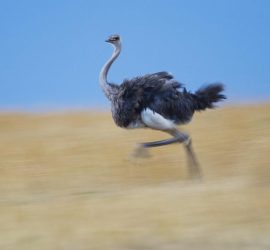 На российской трассе сняли бегущего страуса