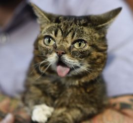 Вспоминаем звездную кошку Лил Баб: подборка лучших видео