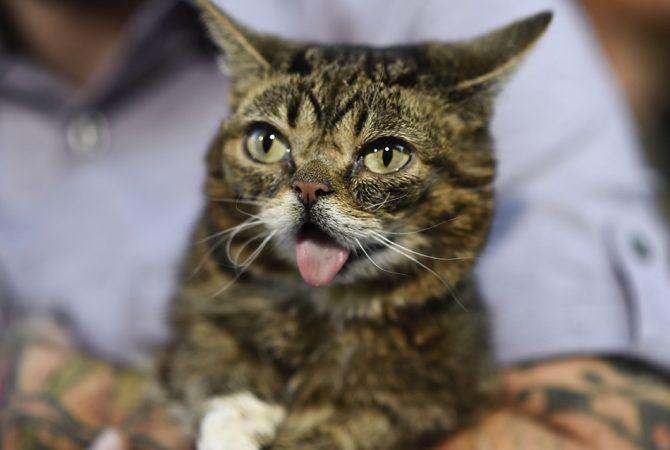 Вспоминаем звездную кошку Лил Баб: подборка лучших видео