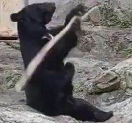 Кунг-фу Панда отдыхает: китайский медведь удивил навыками в боевых искусствах
