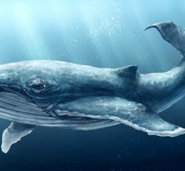 Ученые сделали кардиограмму сердца синего кита (видео)
