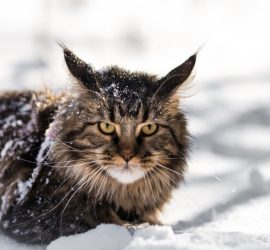 Названы любимые породы кошек в России (видео)