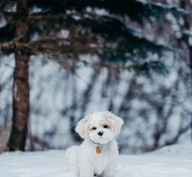 Минутка  зимней радости: пес играет в снегу
