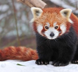 Зимнее веселье: красные панды радуются снегу