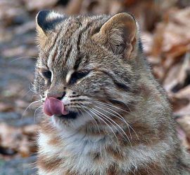 Лесной кот стал животным 2020 года в Швейцарии