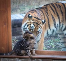 Милая дружба между тигрицей и кошкой в ростовском зоопарке