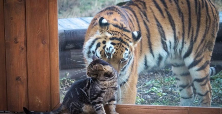 Милая дружба между тигрицей и кошкой в ростовском зоопарке
