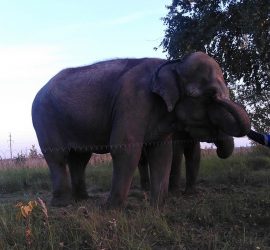 В Екатеринбурге цирковые слоны отбились от хозяев и пошли бродить по улицам