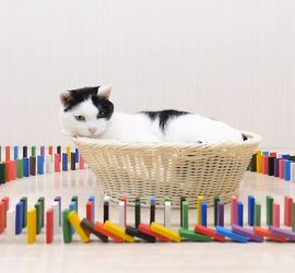 Японский блогер знакомит кошек с домино