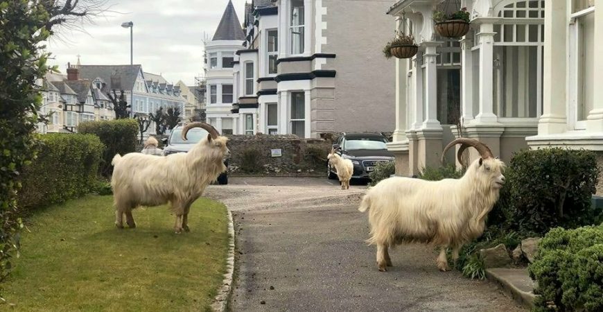 Горные козлы захватили улицы городка в Уэльсе