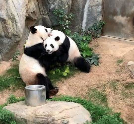 В Гонконге благодаря коронавирусу  успешно спарились панды