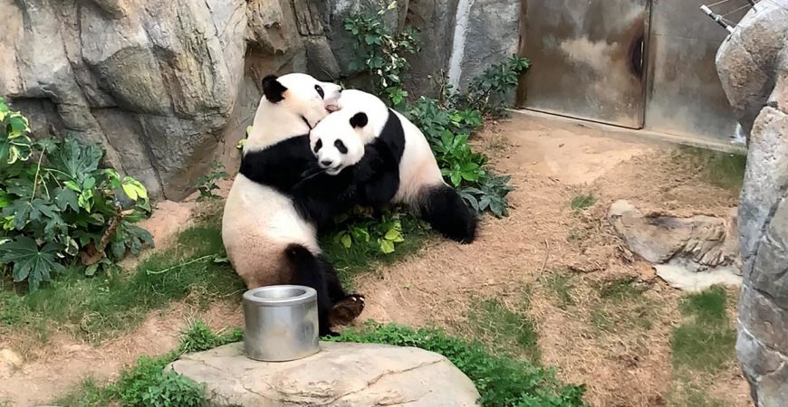 В Гонконге благодаря коронавирусу  успешно спарились панды