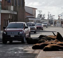 В Аргентине на улицах города заметили морских львов
