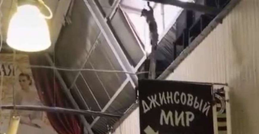 Неуклюжий кот-гимнаст сорвался с балки и повис под крышей рынка