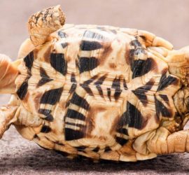 В Индии местные жители обнаружили редчайшую желтую черепаху