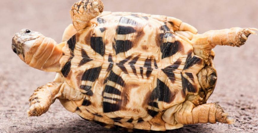 В Индии местные жители обнаружили редчайшую желтую черепаху