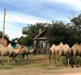 Дикие верблюды навели страх на три села под Астраханью