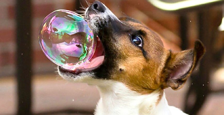 В Дубае открыли аквапарк для собак