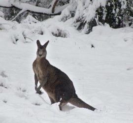 Юго-восток Австралии накрыло снегопадом
