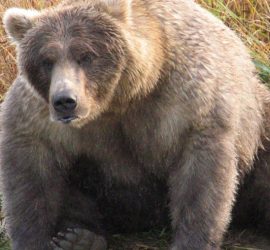 Медведи на Аляске так растолстели, что им стало трудно ходить