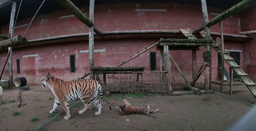 В Московском зоопарке показали недавно родившихся амурских тигрят