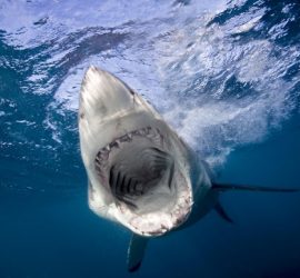 Жуткие кадры нападения акулы на серфера в Австралии