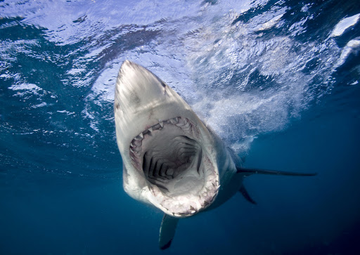 Жуткие кадры нападения акулы на серфера в Австралии