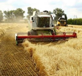 В Украине уже собрали более 2,1 миллионов тонн зерна нового урожая