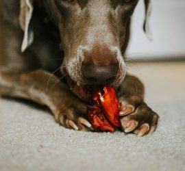 Стоит ли кормить собаку сырым мясом насколько безопасна такая еда для четырёхлапого